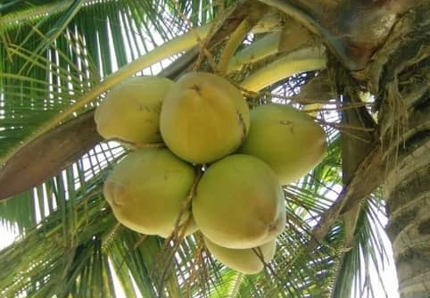 Coco vert
