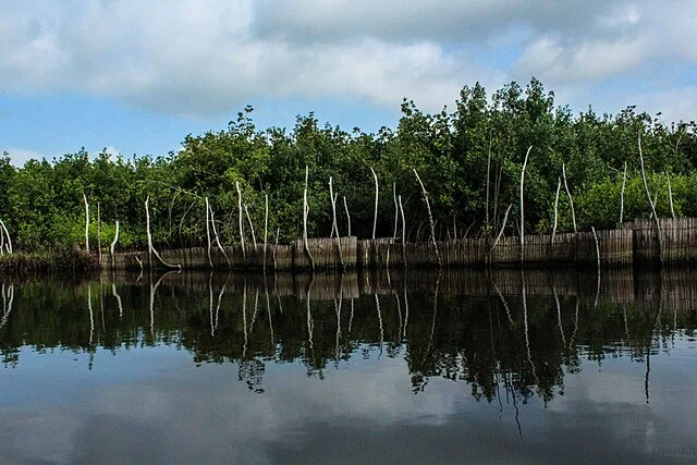 Pêche à bambou