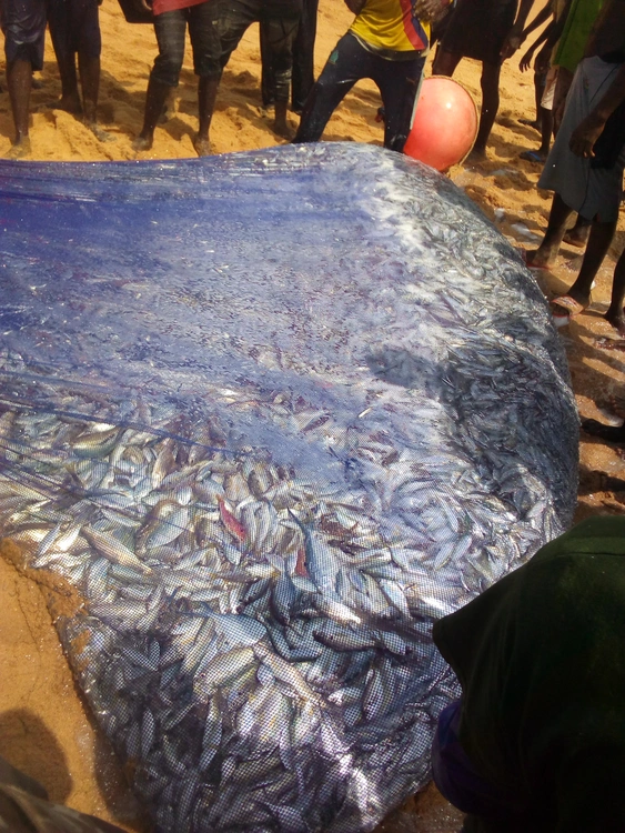 Poisson de mer.