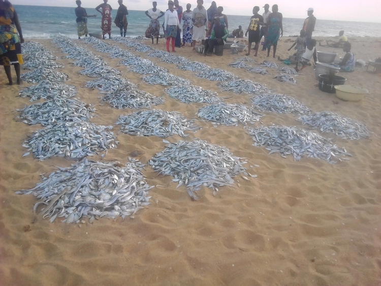 Tas de poissons